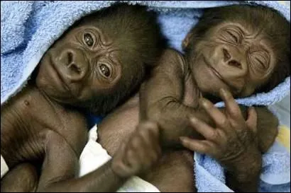 Gorilas en la Niebla: los hermanos pequeños del Rey Kong | El ...