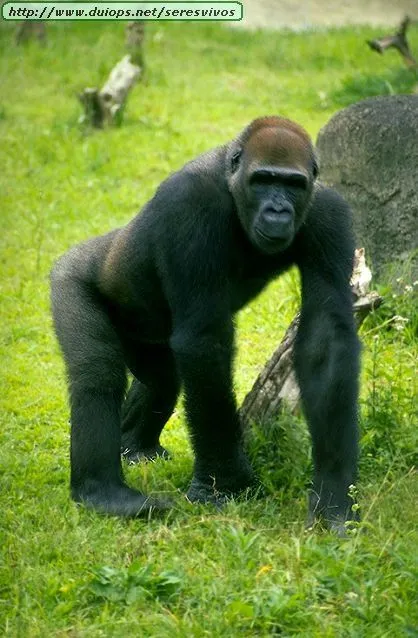 GORILLA.JPG