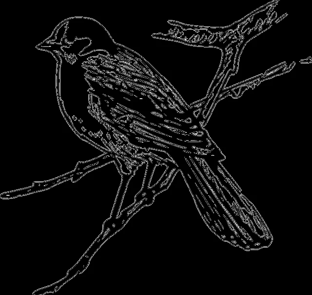 Gorriones para colorear - Imagui