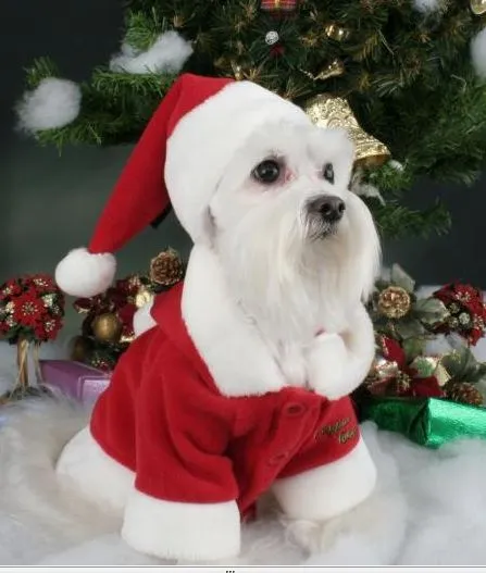 Gorro de Navidad para perros, Navidad 2010