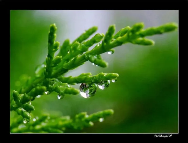 Las Tres Gotas de Agua en la rama del Ciprés- | fotos de Naturaleza