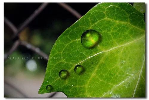 Gotas animadas - a photo on Flickriver