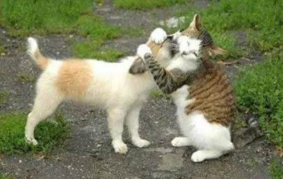 Graciosas animadas con movimiento y sonido para FaceBook - Imagui Graciosas animadas con movimiento y sonido para FaceBook - Imagui