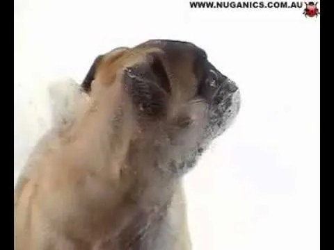 Gracioso - Protector de - Pantalla Movimiento - Perro Bull Dog ... Gracioso - Protector de - Pantalla Movimiento - Perro Bull Dog ...