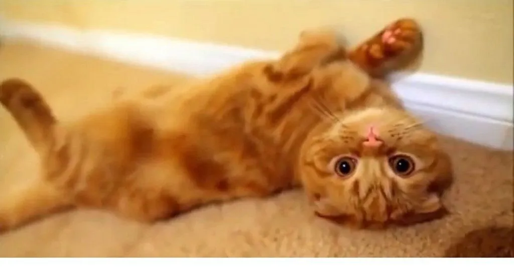 gatos graciosos del ano | Cuidar de tu gato es facilisimo.