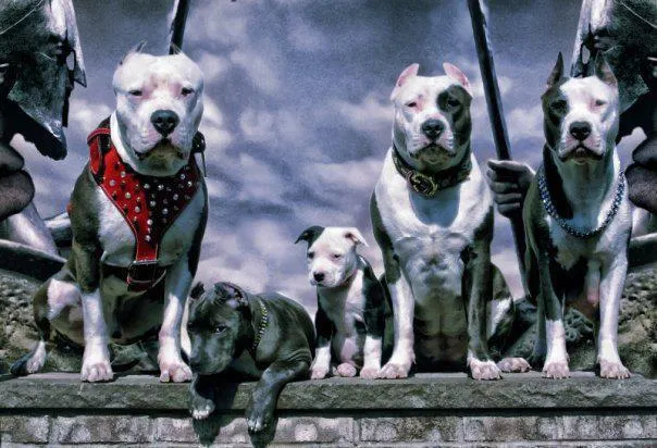 Graffitis Pitbull