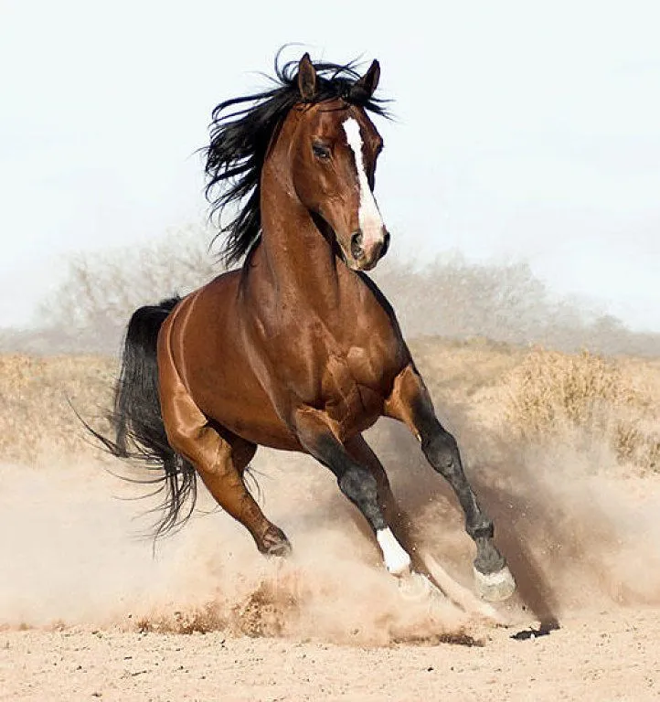 graficos caballos punto cruz | Aprender manualidades es facilisimo. graficos caballos punto cruz | Aprender manualidades es facilisimo.