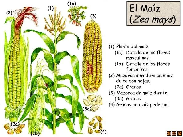 Gramíneas