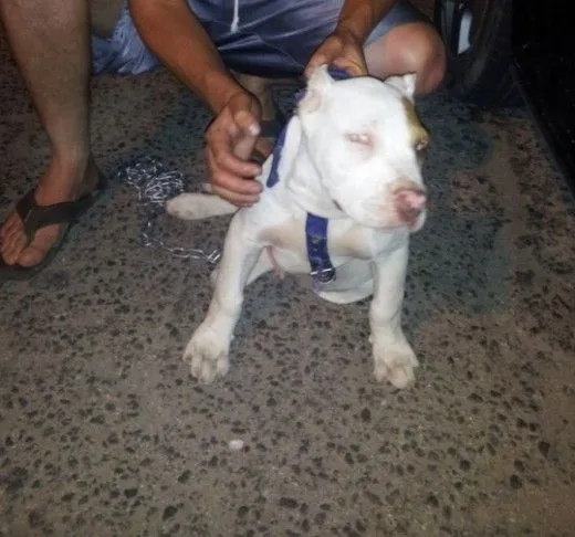Un poco grande para 3m2semanas CHELIOUS. - (American Pit Bull ... Un poco grande para 3m2semanas CHELIOUS. - (American Pit Bull ...