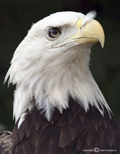 El Mundo De Los Animales ": ÁGuiLa ReaL