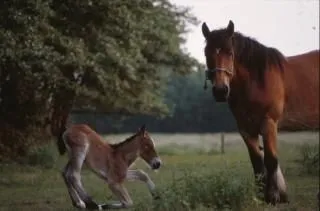 granja de caballos caballos pony | Descargar Fotos gratis
