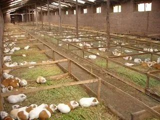 GRANJA DE CRIANZA Y COMERCIALIZACION DE CUY LTDA GRANJA DE CRIANZA Y COMERCIALIZACION DE CUY LTDA