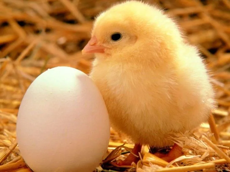 Pollos; Gallus gallus; Gallina; Gallo; Gallos; Pollo