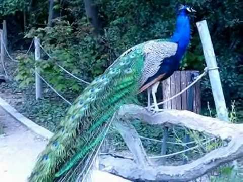 granja EL PAVO REAL - YouTube