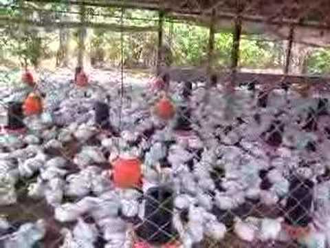 GRANJA DE POLLOS DE ENGORDE EN NUEVA GUINEA - YouTube GRANJA DE POLLOS DE ENGORDE EN NUEVA GUINEA - YouTube