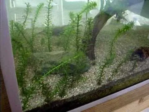 graptemys+pseudogeographica on Veengle