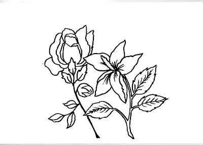 ... GRATUITOS DRAWINGS TO COLOR FOR KIDS.: PIMPOLLO DE ROSA CON FLOR CHINA ... GRATUITOS DRAWINGS TO COLOR FOR KIDS.: PIMPOLLO DE ROSA CON FLOR CHINA
