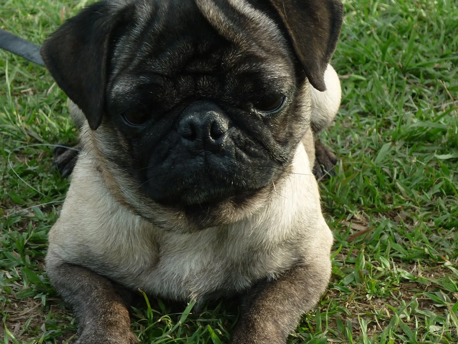 De Grecia a Egipto, Cleopatra es nuestra pug del mes - Mundo Pug De Grecia a Egipto, Cleopatra es nuestra pug del mes - Mundo Pug
