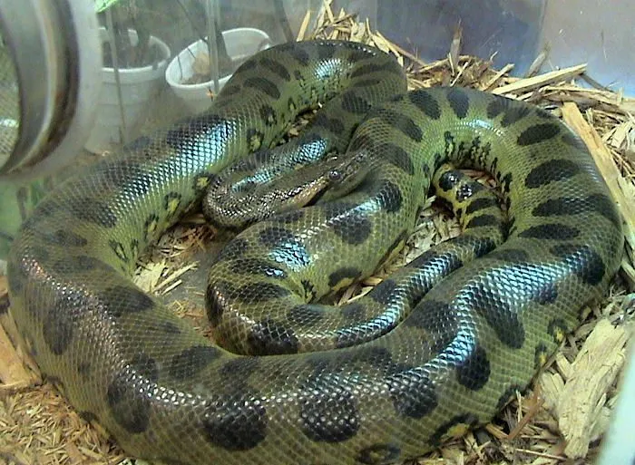 Green Anaconda (Eunectes murinus) - FactSheet Green Anaconda (Eunectes murinus) - FactSheet