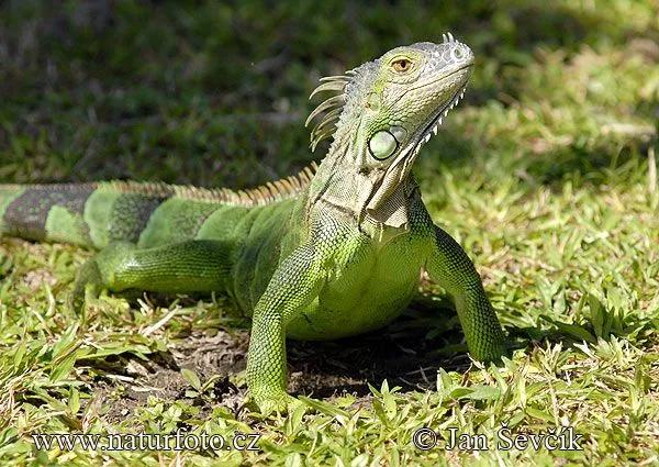 Green Iguana Photos, Green Iguana Images | NaturePhoto- Green Iguana Photos, Green Iguana Images | NaturePhoto-