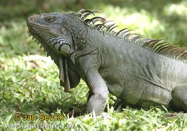 Green Iguana Photos, Green Iguana Images | NaturePhoto- Green Iguana Photos, Green Iguana Images | NaturePhoto-
