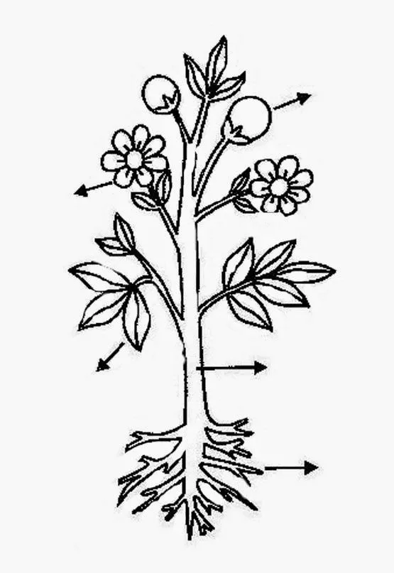 Green world: LAS PLANTAS