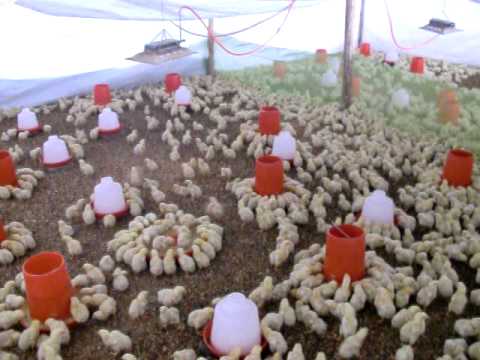 Anuncian brote de gripe aviar en granja de pollos del Tibet ... Anuncian brote de gripe aviar en granja de pollos del Tibet ...