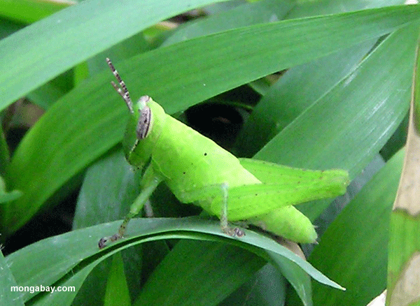 Green_Grasshopper_00.gif