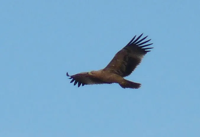 GREFA - Águila Imperial. Siguiendo a la familia de Susi. Periodo ...