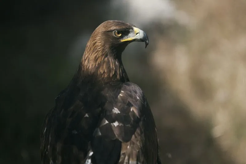 GREFA - ESPECIE DEL MES EN GREFA: ÁGUILA REAL Volando libre entre ...