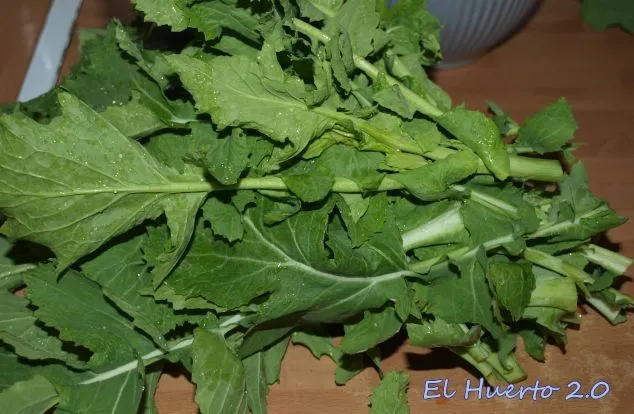 grelos | El Huerto 2.0