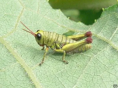 Grillo | DIARIOHD Grillo | DIARIOHD