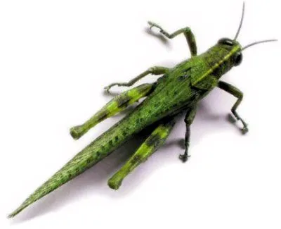 Los grillos tienen la sangre blanca - noticias, curiosidades y ... Los grillos tienen la sangre blanca - noticias, curiosidades y ...