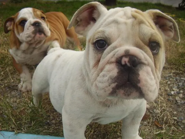 VENDO BULLDOG INGLES RECIEN NACIDO. CACHORROS DE MADRE CHAMPION ...