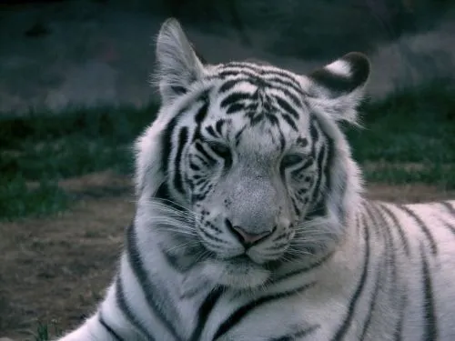 ... de Grupo de Águilas internacionales > El Tigre Blanco ... de Grupo de Águilas internacionales > El Tigre Blanco