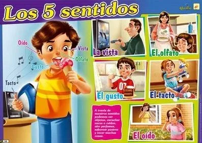 Los 5 sentidos para niños de preescolar - Imagui Los 5 sentidos para niños de preescolar - Imagui