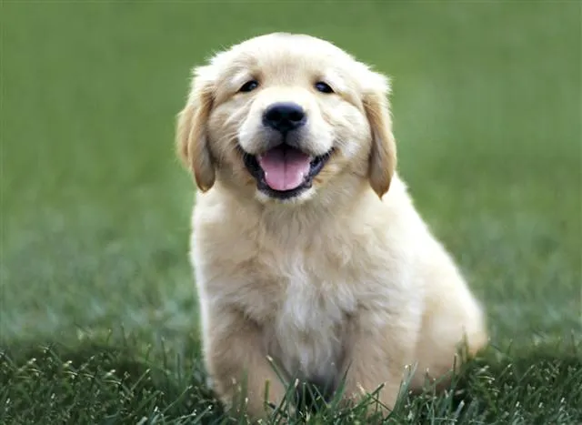 Grupos de perros domésticos - Petirrojo - Blog de mascotas, huerto ... Grupos de perros domésticos - Petirrojo - Blog de mascotas, huerto ...