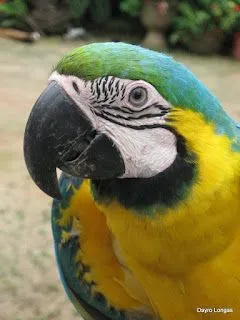 Guacamaya Amarilla.