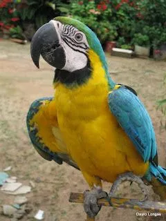 Guacamaya Amarilla.