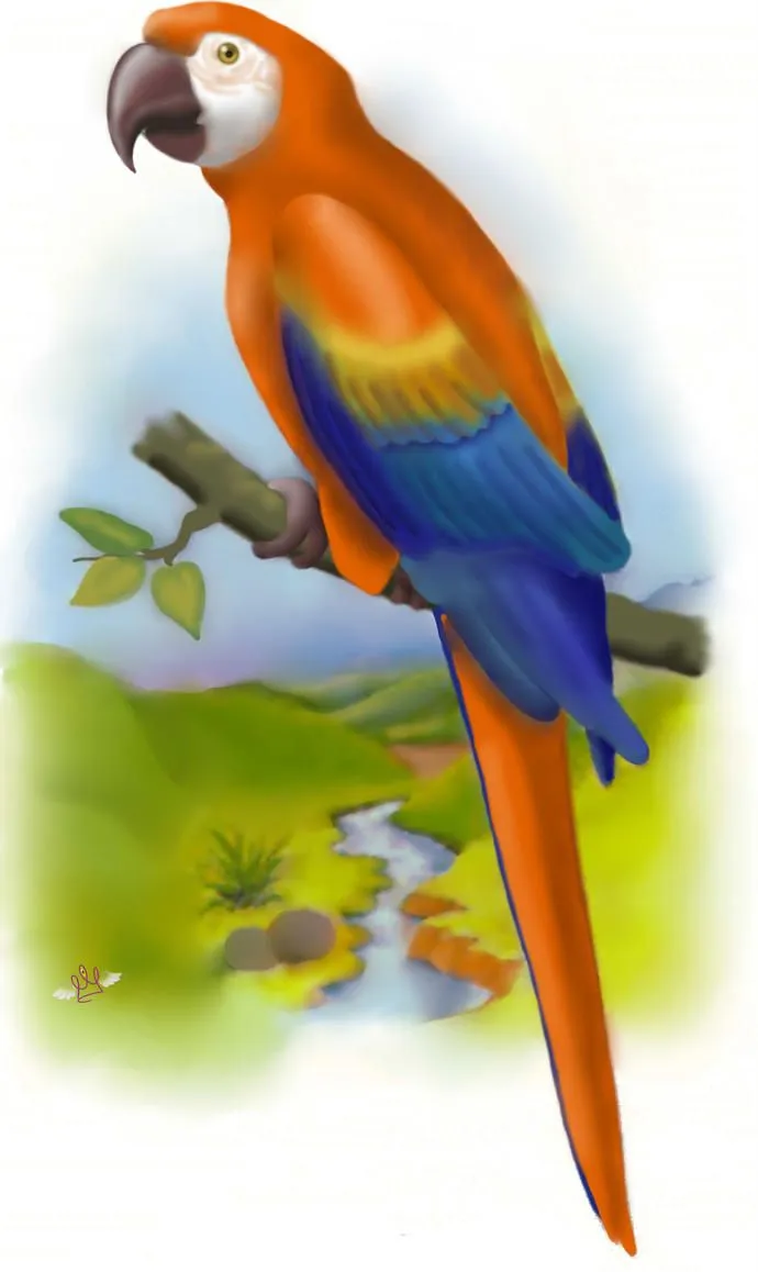 Dibujo de guacamaya - Imagui