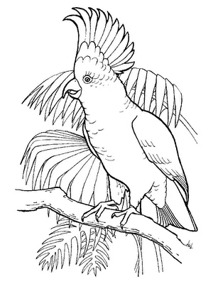 guacamaya para colorear - Buscar con Google | Proyecto animales ... guacamaya para colorear - Buscar con Google | Proyecto animales ...