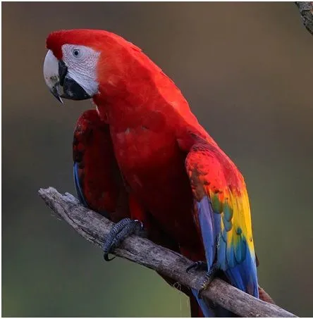 La Guacamaya roja — Otro mundo es posible