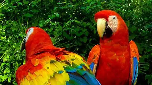 La guacamaya roja retorna a su antiguo hábitat en el sur de México ... La guacamaya roja retorna a su antiguo hábitat en el sur de México ...