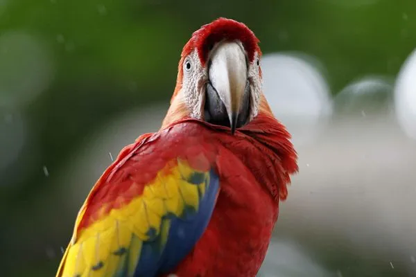 guacamayo_9929.jpg