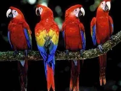 Guacamayos, uno de los animales más hermosos del oriente