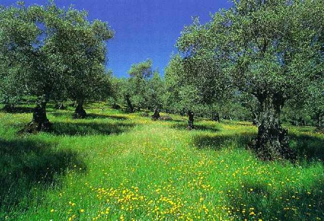 Guadalinfo Hinojales: Paisajes de primavera Guadalinfo Hinojales: Paisajes de primavera