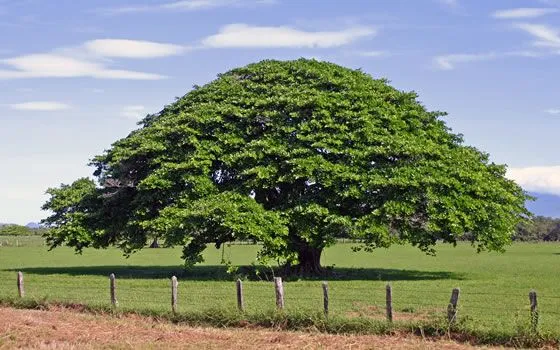 El Guanacaste Árbol Nacional | actvidad15deseptiembre