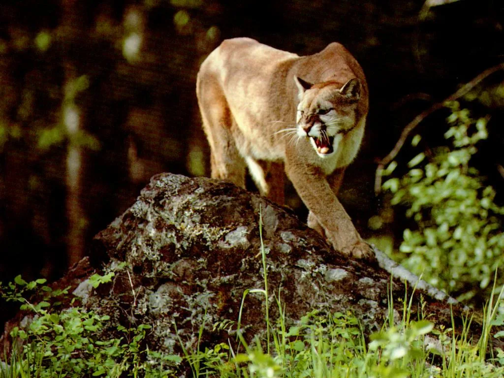 Los GuardaPavos: El Puma.