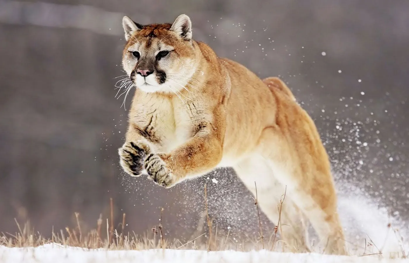 Los GuardaPavos: El Puma.