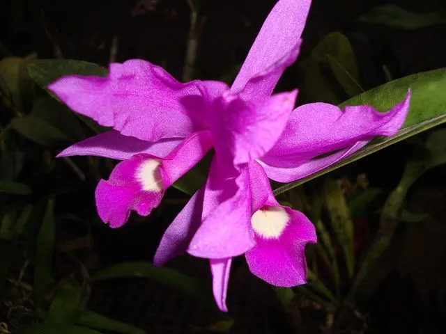 Guaria morada (Guarianthe skinneri) | Flickr - Photo Sharing! Guaria morada (Guarianthe skinneri) | Flickr - Photo Sharing!